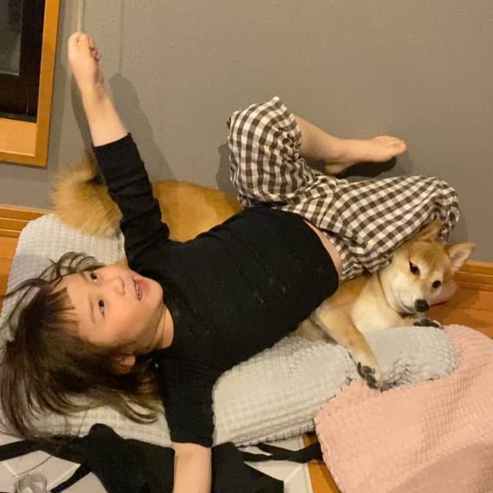 光岡映二のインスタグラム：「ストレス溜まりまくりだろうな… #しばいぬ #しばいぬのいる生活 #shibainu #shiba#shibadog #shibalove #shibamania #柴犬 #柴」