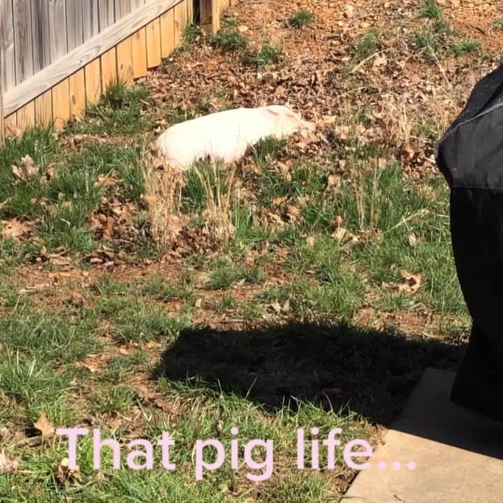 のインスタグラム：「That pig life #NationalPigDay 🐷🐽」