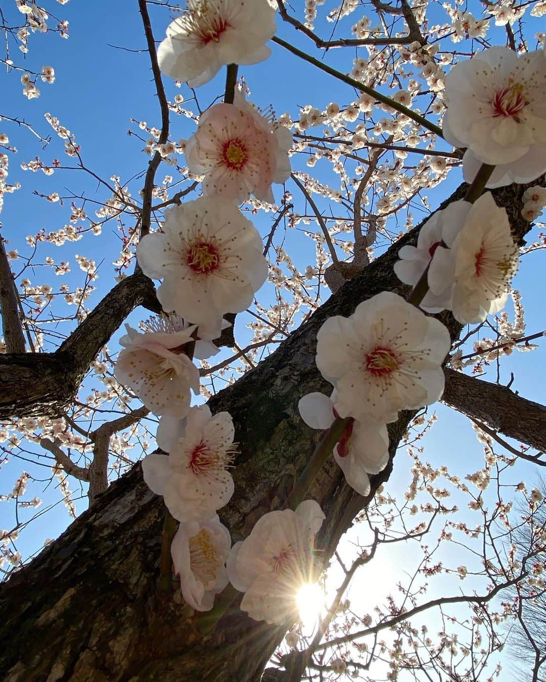 早坂香須子さんのインスタグラム写真 - (早坂香須子Instagram)「気がつけば３月🌸  上へ上へ伸びる梅の木のように、ふつふつとエネルギーが湧いてきた感じ。  もうすぐ啓蟄ですものね。 冬眠も好きだけど、そろそろ這い出したい気持ち。  ここから猛スピードで沢山のことを決めていく時になりそう。  ドキドキだけど、それもちょっとわくわくしてます。」3月2日 10時58分 - kazukovalentine