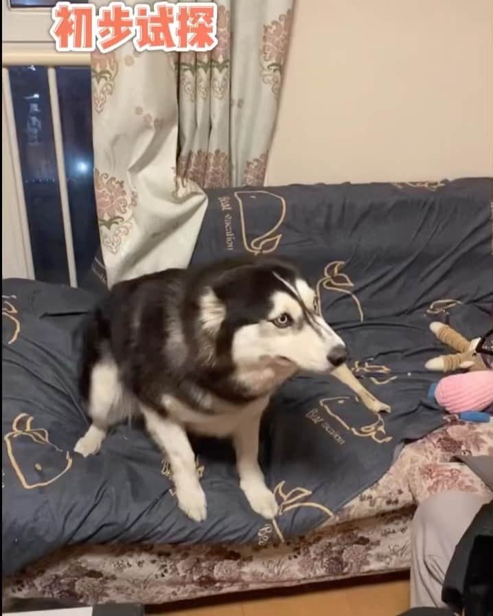 husky and malamuteのインスタグラム：「Learn to speak like a husky.😂😂🤣🤣」