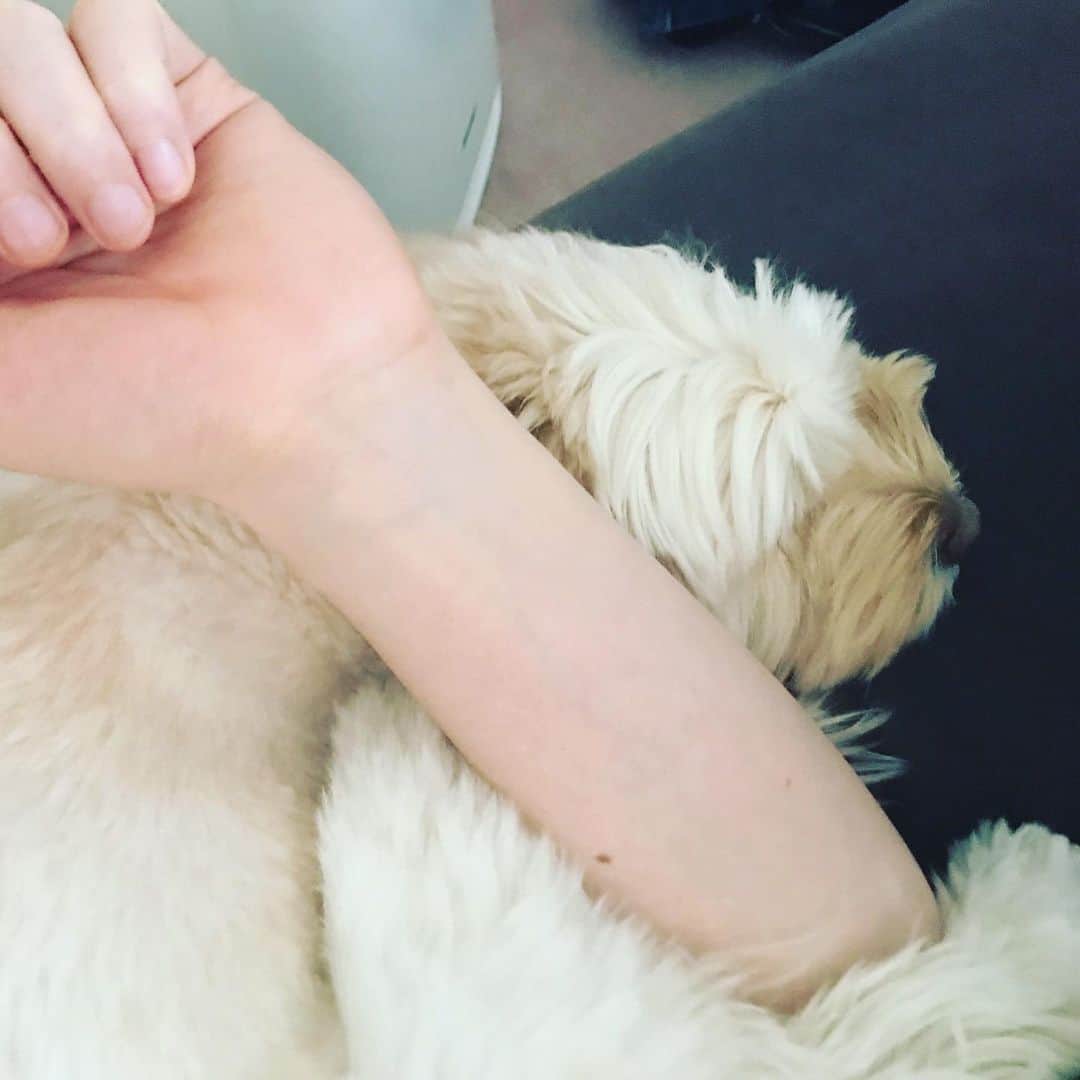 北山陽一のインスタグラム：「左腕に巻きついている #きたやまおもち」