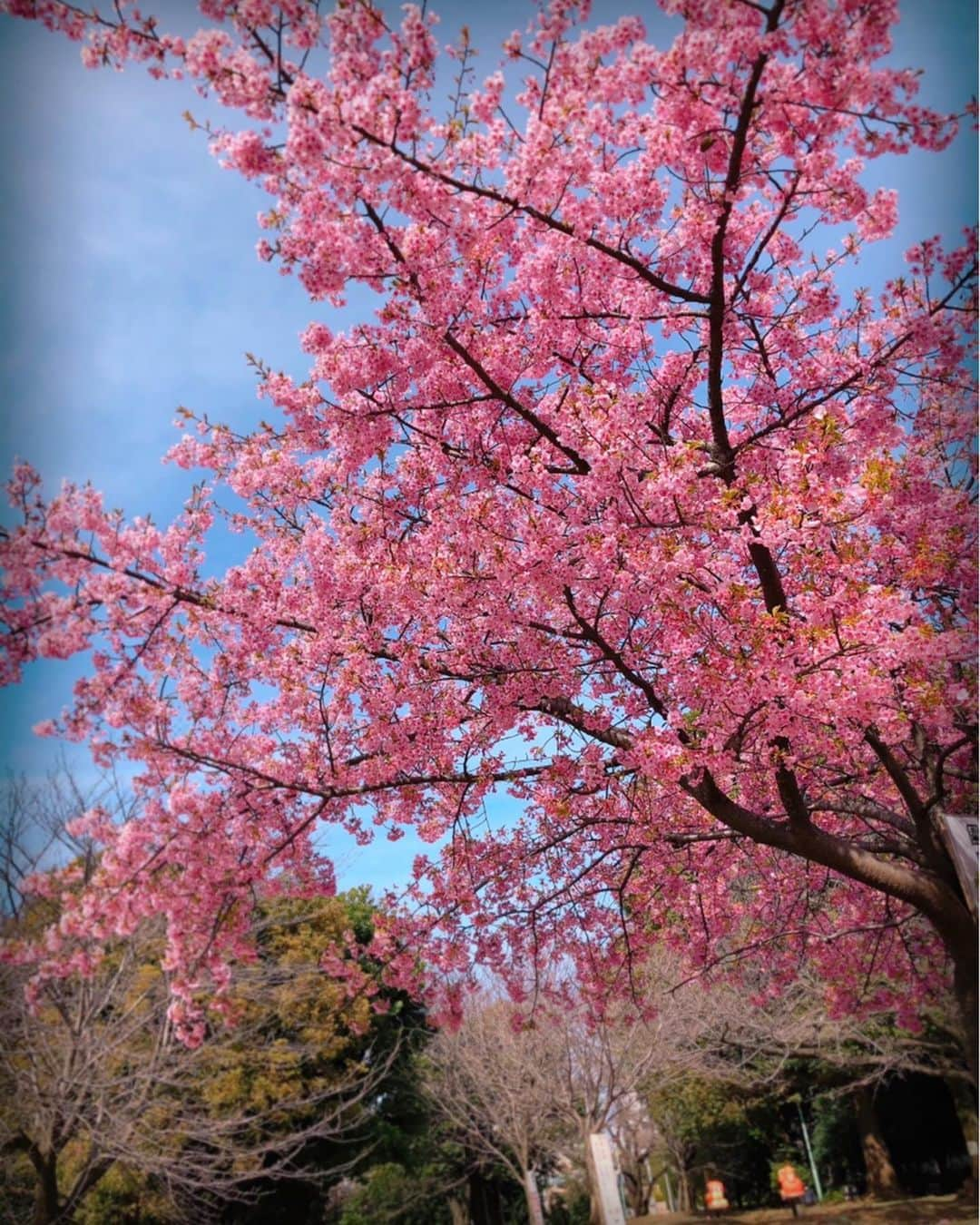 COCOのインスタグラム：「お花見🌸」