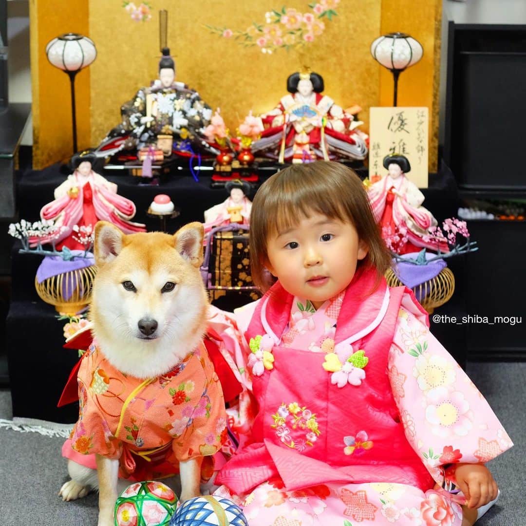 Moguのインスタグラム：「3月になりましたなの。 Hello March🎎 #3年前のひなまつり #hinamatsuri  . @the_shiba_mogu  #柴犬 #shibainu #shiba#赤柴 #redshiba#犬 #dog#しばいぬ#nannydog#犬と子供#子供と犬#柴犬と子供#柴#赤ちゃんと犬#犬と赤ちゃん#柴犬と赤ちゃん#赤ちゃんと柴犬#柴犬のいる暮らし#子守犬」