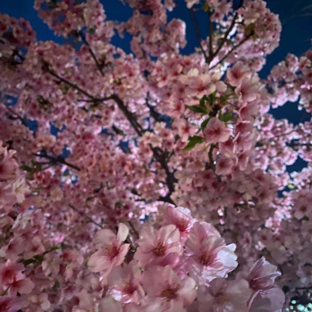 風間ゆみえのインスタグラム：「一本だけ乱れ咲きした桜の木  なかなか手振れしてピントがあわない、笑 けど今年はじめてゆっくりと眺めた夜桜 妖艶ですね。  帰り道は久しぶりに父と話した。 昭和20年、戦後まもなく生まれた父の記憶を巡るように、父が生まれ育った山梨にタイムスリップ。 「もう70年も前の話になるんだね。なんだかさ、すごい時だね。」 幼い頃、私も夏休みになると山梨の石和町にあった叔祖母の家に過ごすことが多くあって、昇仙峡という水晶の山で遊んでいた記憶がある。父が幼い頃は水晶がころころと川にあったと話すから、美しい光景だったのだろうなぁと想像すると本当にタイムスリップに出かけてみたいとも思う、しかしながら、戦後の混乱のなかに生まれた父の苦労も同時に重なる。想像に至れないことの方が多いのだろうな。 父はその時代を長閑過ぎたよ、と言った。 長閑過ぎたという言葉が頭に残る。 そろそろ眠くなってきたと、電話を着ると1時間40分も経過していた、ちょっとつかれさせてしまったみたいだけど、昨晩はゆっくり話せてよかった☺️」