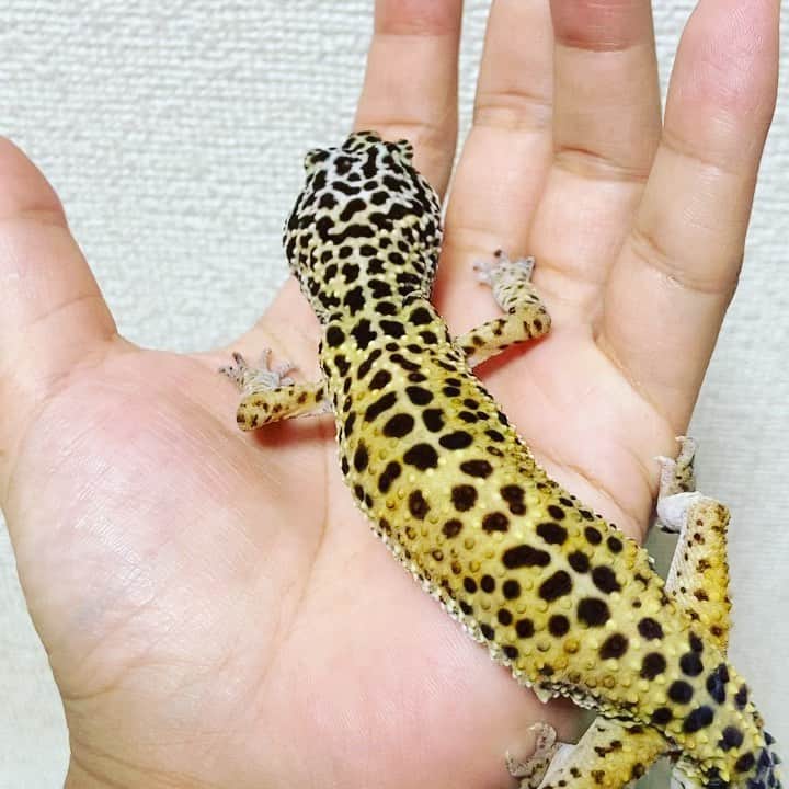 進祐哉のインスタグラム：「きぬ散歩🦎」