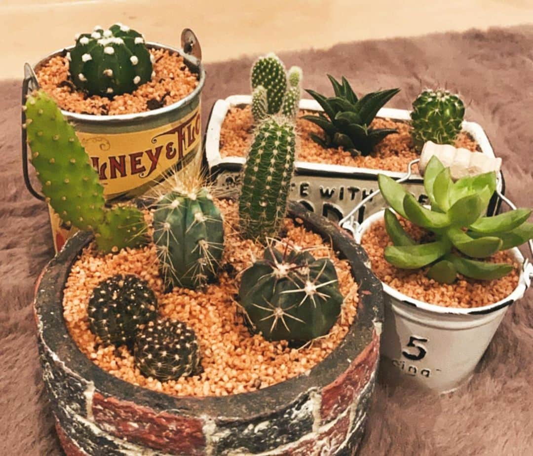 SÜMIREさんのインスタグラム写真 - (SÜMIREInstagram)「. My hobby 🌵💕 #cactus #saboten #hobby #diy」3月2日 16時10分 - 12_sumiregram_26