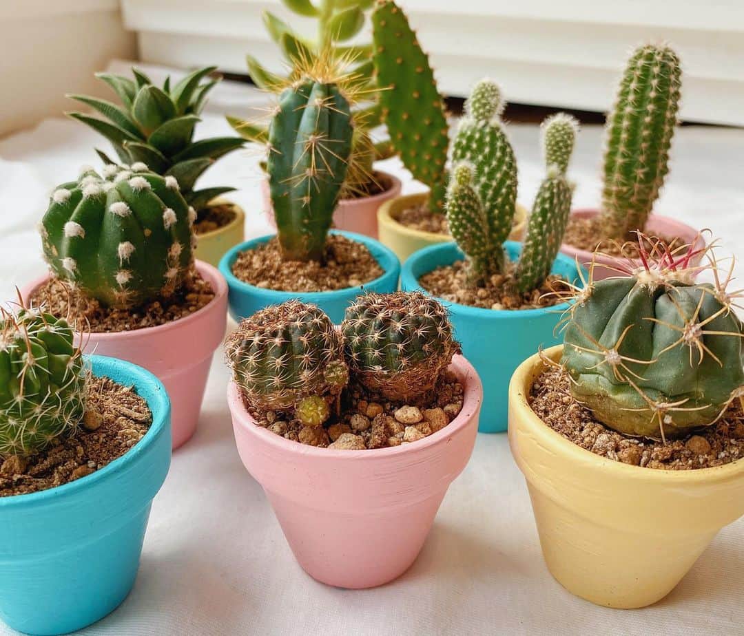 SÜMIREさんのインスタグラム写真 - (SÜMIREInstagram)「. My hobby 🌵💕 #cactus #saboten #hobby #diy」3月2日 16時10分 - 12_sumiregram_26