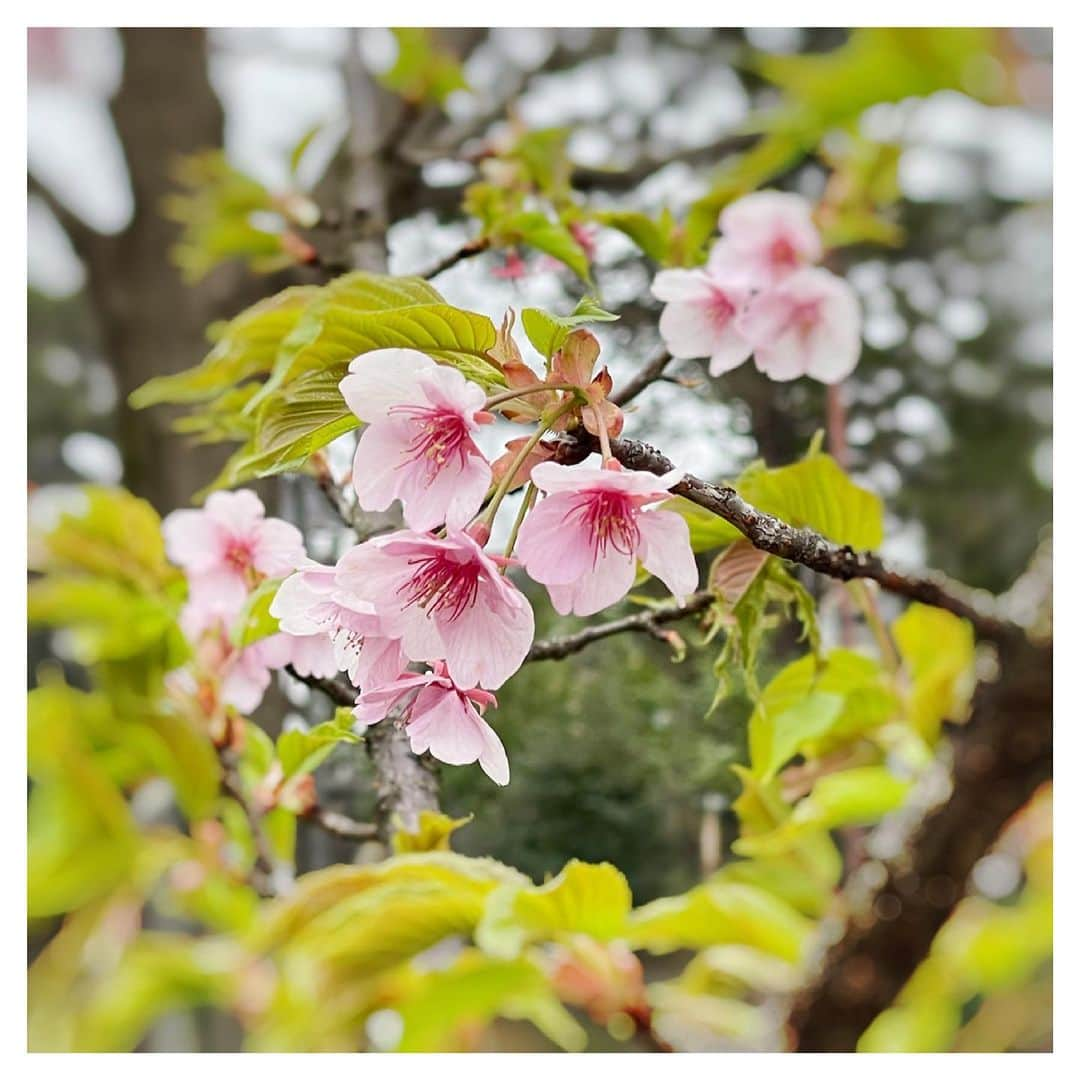 さだまさしさんのインスタグラム写真 - (さだまさしInstagram)「河津桜🌸 百観音明治寺の庭に、今年初めて咲きました。 . #百観音明治寺 #河津桜 #さだまさし #sadamasashi」3月2日 17時01分 - sada_masashi