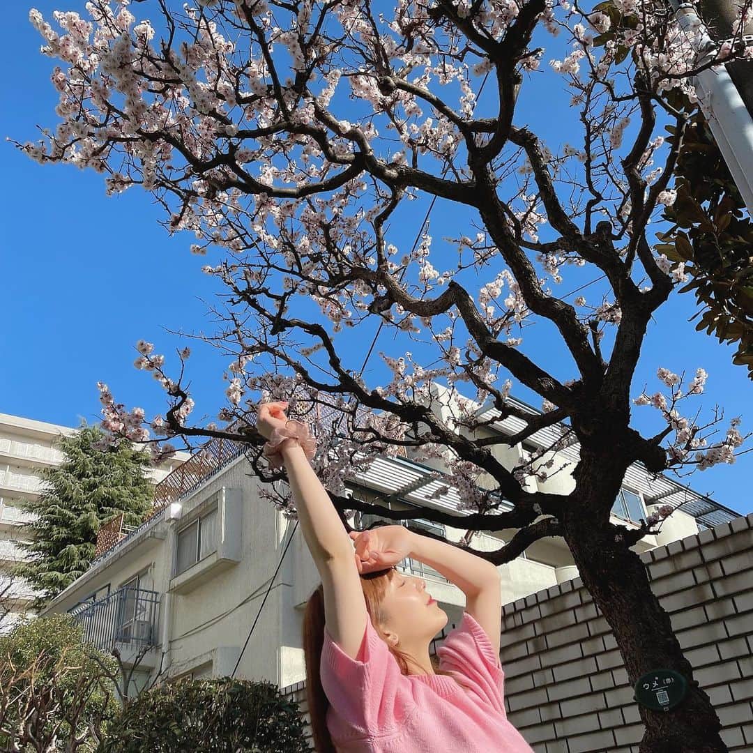 ひよんのインスタグラム：「🌸💓 ㅤㅤㅤㅤㅤㅤㅤㅤㅤㅤㅤㅤㅤ 桜ではなく梅の花が咲いてた💕 お花も大人になって好きになったもののひとつ。 年齢を重ねると、 昔は気づかなかった色んなものの良さを 感じることが多くなった気がする🤭 まだ育てるまでにはいかないけど、笑 いつか可愛くお家に飾りたいな〜🥰🌷 ㅤㅤㅤㅤㅤㅤㅤㅤㅤㅤㅤㅤㅤ ピンクのトップスは @9unq.official の新商品だよ🧡 まだ発売はされてないけど楽しみにしててくれると嬉しいな☺️✨ 質問多かったからここでお答えさせていただきました❤️ いつもありがとう😊💕 ㅤㅤㅤㅤㅤㅤㅤㅤㅤㅤㅤㅤㅤ #spring #springfashion #sakura #패션 #오오티디 #데일리룩 #희영 #봄코디 #봄옷 #봄날 #春服 #春コーデ #低身長 #ひよん #ひよんコーデ」