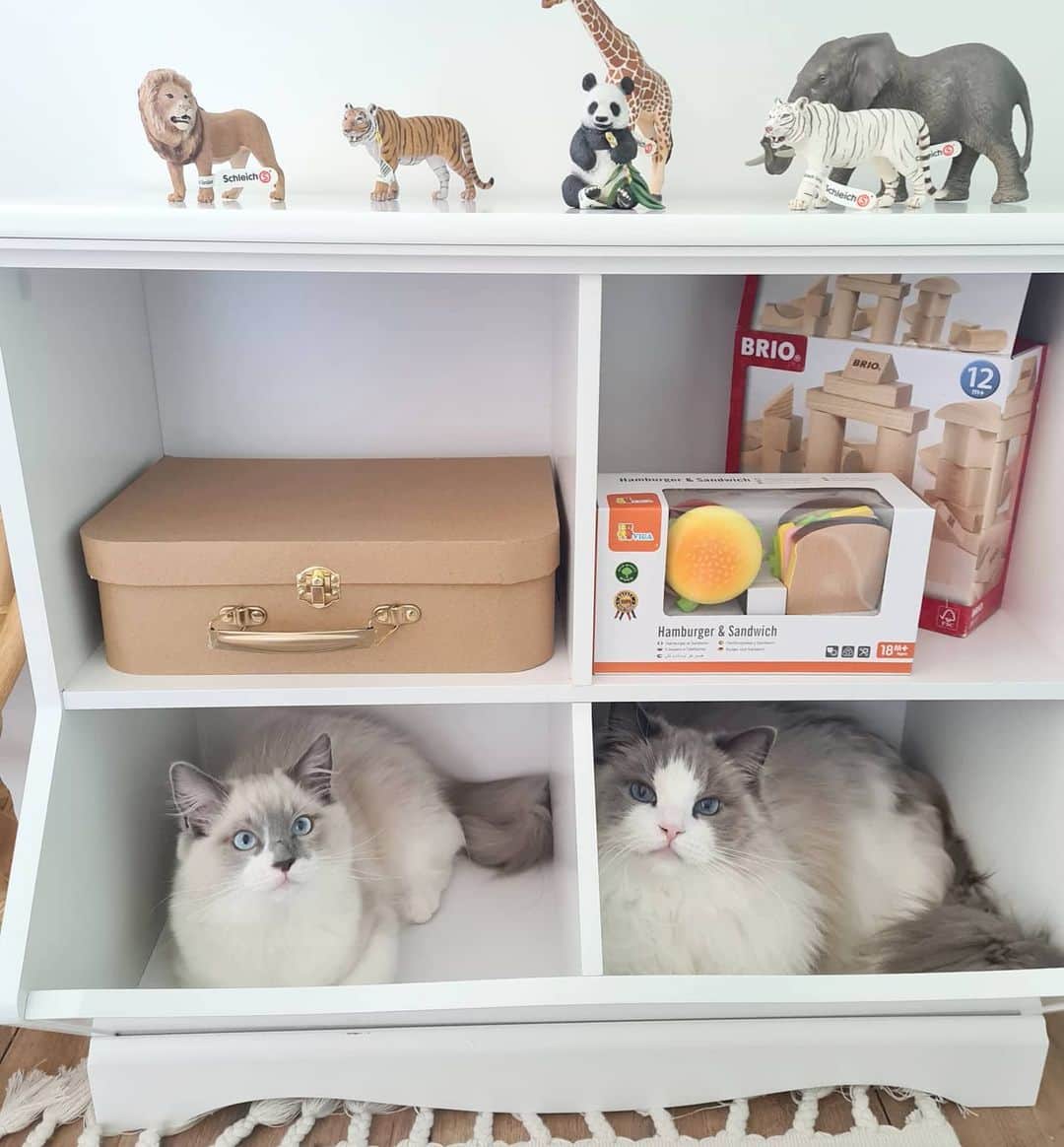 Princess Auroraさんのインスタグラム写真 - (Princess AuroraInstagram)「Aurora and Little Levi have found a couple of cozy spots in the cubby holes of the new shelf.  Levi is growing so quickly. He reminds us of Philly by playing fetch. We will throw a toy off the bed, he will run, pick it up and bring it back to bed to do it all over again. He has so much energy! Aurora likes to groom him but then it turns into a mini cat fight.😅  #cats #catsofinstagram #cats_of_instagram #ragdoll #ragdollsofinstagram #ragdollcat  #fluffy #fluffycat #aurora #meow #meowstagram #meowed #cat #princessaurora #stockholm #kitten #kittensofinstagram」3月2日 19時13分 - aurorapurr