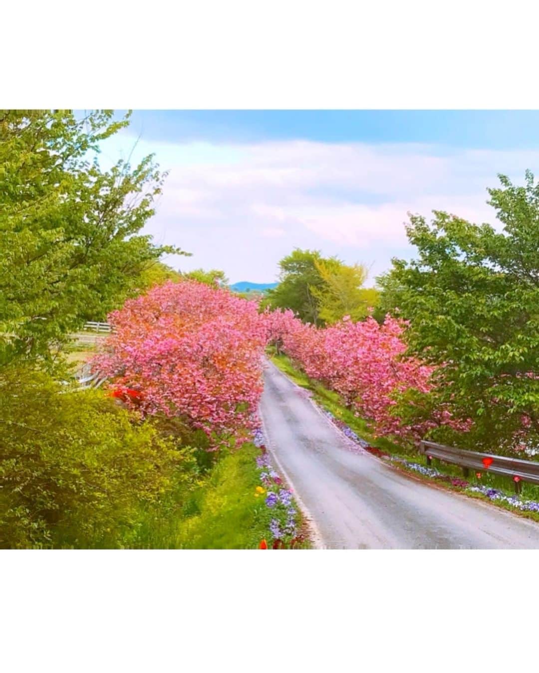 小松彩夏さんのインスタグラム写真 - (小松彩夏Instagram)「﻿ 最近あまり出掛けられていないので...﻿ いつかの動画あげてみる📸﻿ ﻿ これは一関にあるアーク牧場の小道だよ🌸﻿ ﻿ アーク牧場はお花が沢山あって大好きな場所❤️﻿ ﻿ このあと20:00〜﻿ ﻿ Hanakoメンバーで花粉症対策に﻿ ついてインスタライブでトークします‼️﻿ ﻿ Hanakoのインスタフォローして﻿ 視聴お願いしまーす☺️❣ @hanako_magazine ️﻿ ﻿ #地元 #岩手 #岩手県 #故郷 #岩手宣伝隊長 #iiiwate #おいでよ岩手 #一関 #一ノ関 #地元 #桜 #春 #スプリング #アーク牧場 #Hanako #インスタライブ」3月2日 19時36分 - official_ayaka_502