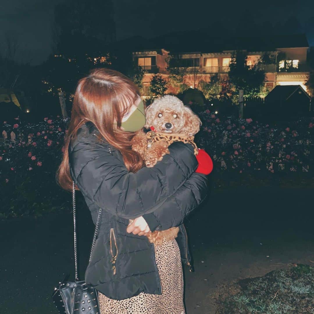 小嶋菜月さんのインスタグラム写真 - (小嶋菜月Instagram)「目からビーム攻撃ーーー🐶笑 . . #愛犬 #トイプードル #キャンディ #女の子 #わんこ #ビーム #攻撃 #暗いと #わんこの目 #光る #あるある #普段は #もっと #うるうる #かわいい #おめめ #だよ #🥺」3月2日 20時13分 - kojimanatsuki_offical