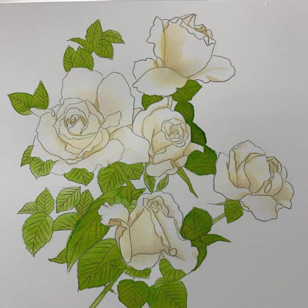 上田倫子さんのインスタグラム写真 - (上田倫子Instagram)「カバーイラストのバックに使う薔薇は別に描きます。 下絵から完成まで1時間くらい。  花を描くのは好きです。」3月2日 20時22分 - korinntonn