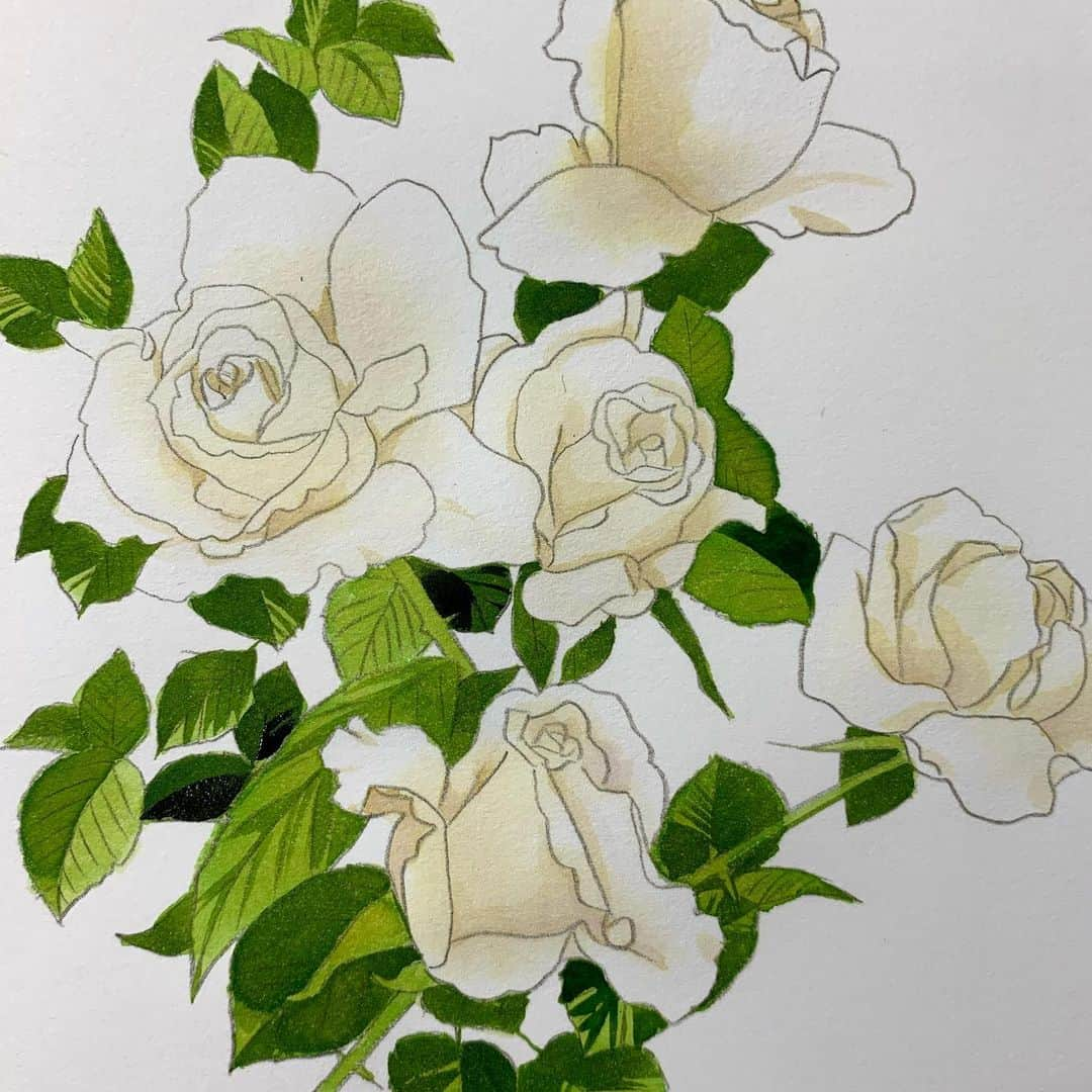 上田倫子さんのインスタグラム写真 - (上田倫子Instagram)「カバーイラストのバックに使う薔薇は別に描きます。 下絵から完成まで1時間くらい。  花を描くのは好きです。」3月2日 20時22分 - korinntonn