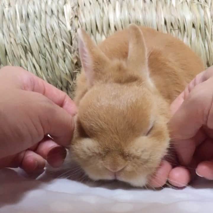 ?まるるのインスタグラム：「* * あまりにも可愛すぎるので ほっぺむにゅむにゅの刑❤️ * * * * 四十九日です🌈 * * #うさぎ#ネザーランドドワーフ#ふわもこ部#rabbit#lapin#cutepetclub#WeeklyFluff #bunnystagram#rabbitstagram#instapet#20210302」