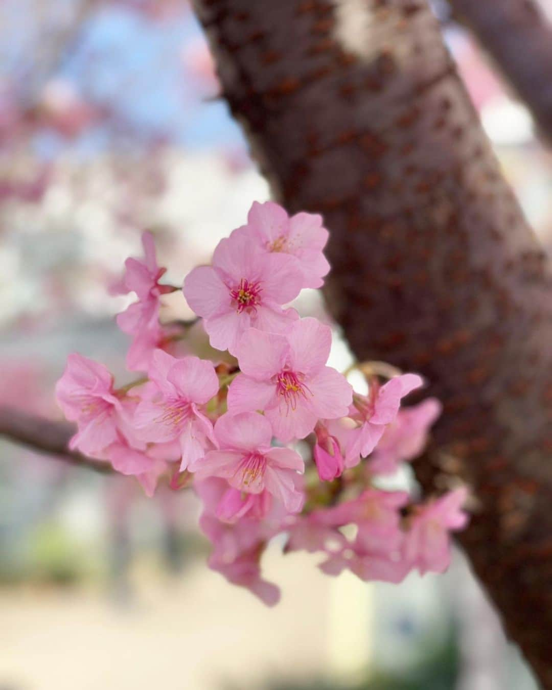 小早川怜子さんのインスタグラム写真 - (小早川怜子Instagram)「この間お散歩中に河津桜見つけました🌸  青い空と、季節のお花、キレイで癒されました☺️  これからは、ソメイヨシノの時期ですね あと、春雨☂️  寒くなったりで、風邪ひきませんように✨  #小早川怜子 #kobayakawareiko #코바야카와레이코 #AV女優 #熟女 #166cm #Icup #ヒップ95cm #アダルト女優  #カプセルエージェンシー #capsuleagency #コロナウイルスが早く終息しますように」3月2日 22時05分 - reiko.kobayakawa