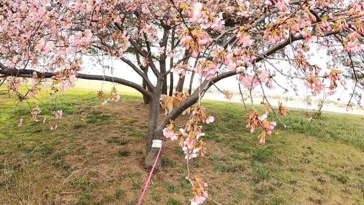 まゆみのインスタグラム：「。 。 撮影拒否なあー様🐶🌸 。 こっちの河津桜はまだ七分咲き 満開まであとちょっとかなー✨ 。 。 #本日のYouTube より #昨日のお話 #今日は大雨 #撮影拒否 #明日はあーちゃんのお誕生日 #テロップまた打ち間違いだ😅 。 。 #ゴールデンレトリバー#goldenretriever#dog#犬#あーるん#golden#retriever#doglover#insta_dog#ぺんぺん子ちゃん#welovegoldens#Instagram#Instagramjapan#Instagramdogs#9gag#dogstagram#dogsofinstagram#dogs#doggy」
