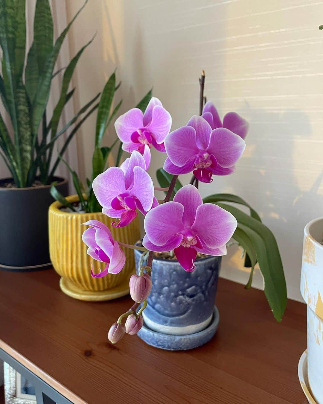 シャウラさんのインスタグラム写真 - (シャウラInstagram)「Happy girls day 🥰 This is ZIGGY.✨ #girlsday #orchids #蘭　#ひな祭りご飯 ひな祭り」3月3日 18時41分 - shaula_vogue