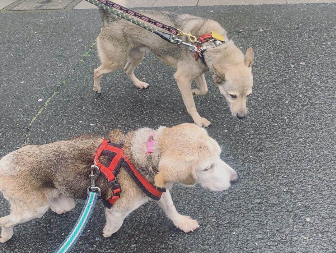 坂本美雨さんのインスタグラム写真 - (坂本美雨Instagram)「はーーかわいいふたり！ カンちゃんこだくん。  #家族募集中 #保護犬 #ミグノン @petmignon」3月3日 10時26分 - miu_sakamoto