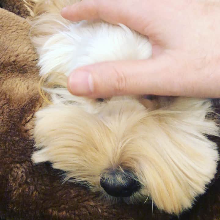 北山陽一のインスタグラム：「おもち撫でてて視線を感じたので振り向いたら #きたやまおかき」