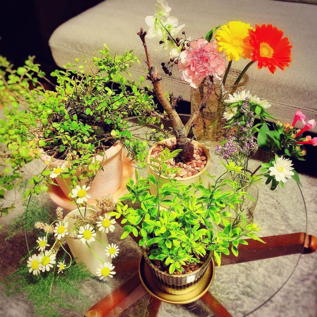 名塚佳織さんのインスタグラム写真 - (名塚佳織Instagram)「♡ ようやくやってあげられた 植替え٩(ˊᗜˋ*)۶ (写真に入りきらなかったけど、  あと6鉢あるw)  ‎春めいてきたから 生花も少し…♡  ‎お花のある生活って いいよね(∩˶ˊ ᵕˋ˵∩)  #植木 #生花 #お花のある暮らし」3月3日 12時15分 - nazuka_kaori424