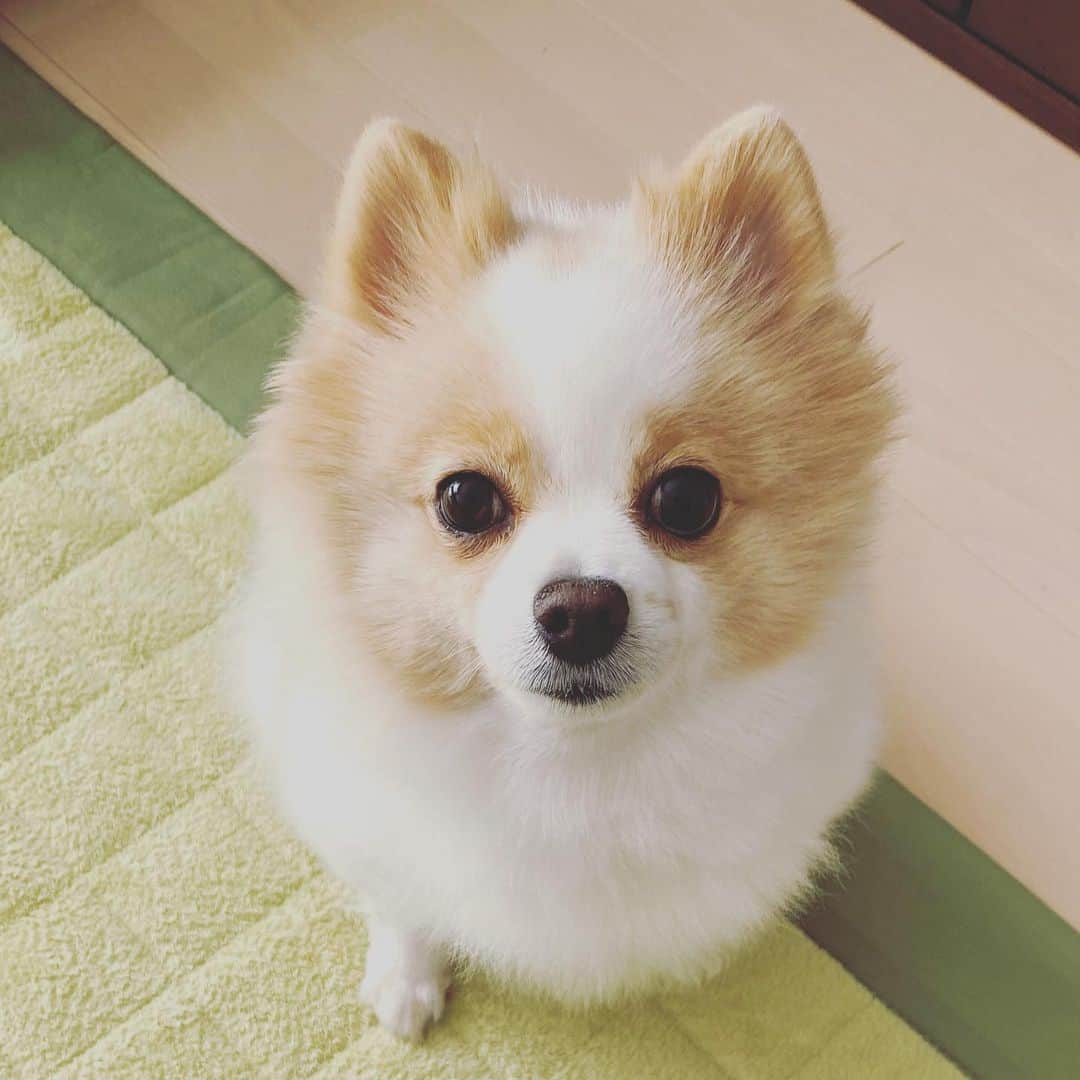 匠ひびきのインスタグラム：「お久しぶりでつ。 モモにドレスを買ってくれました。 まぁ〜まぁ〜な、着心地でつ😁 テヘッ😁😁着やすいでつ。ドレスなのに伸びるんで、着る時も脱ぐ時も楽でつ〜😋😋  可愛い写真をなかなか撮らせてくれないモモ。  私は、うーん🧐左腕の痛みが少し復活🤣🤣 湿布を貼るが、肌がかぶれかゆみ薬をぬりまくり😂  こういう時は必殺虎屋の新緑抹茶入りーーー😍😍 昨年頂いたのをまだ、食べずに置いておきました。賞味期限が長いのも虎屋の羊羹の良いところ‼️ 半分に分かれてるので、これもまた最高‼️ まずは、半分だけを切ってタッパに入れ、痛い〜って時に自分のご褒美に😋😋 最高美味で御座います♥️♥️ モモのは？モモにも下さい😋 これは、ダメ🙅‍♀️ ダメ‼️ダメ‼️って、ママちゃんは、美味しい〜って言うでつ👿👿  ドレスよりおやつ下さいでつーーー👿👿👿」