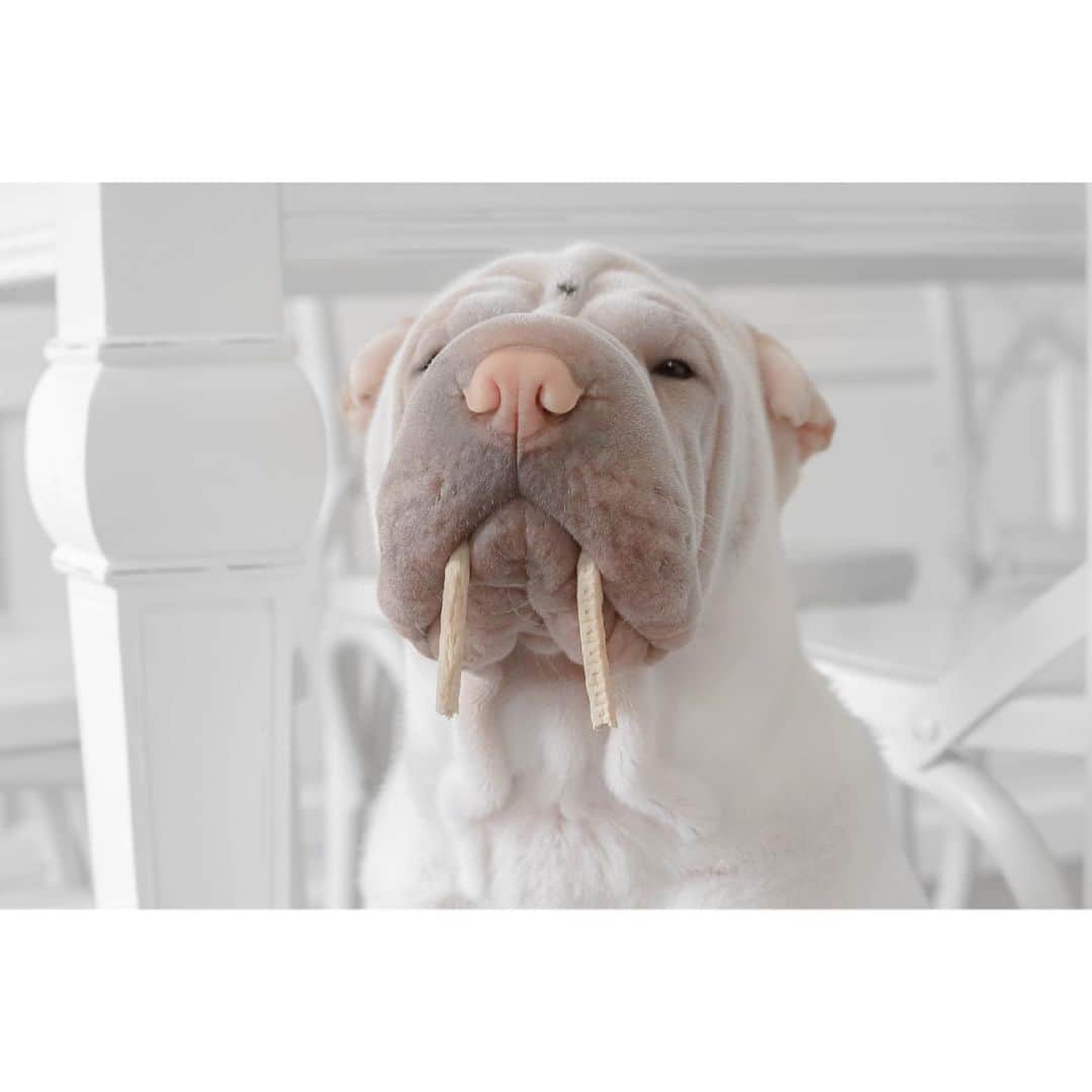 のインスタグラム：「The hungry walrus #isitdinnertimeyet #hungrywalrus #lambington #sharpei #sharpeisofinstagram #sharpeisoftheworld #love #squishyfacecrew #wrinkles #walrus dog #dogs #dogsofinstagram #doglover #instagood #weeklyfluff #instadaily #iloveyoutothemoonandback」