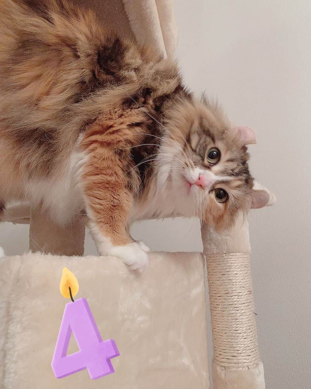 尾崎由香のインスタグラム：「3月3日はぴあのお誕生日🎂✨  4才になったよ🐈💕  #ぴあ #誕生日　#アメリカンカール　#猫　#cat」