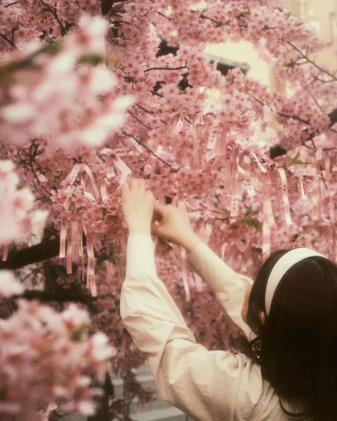 竹内舞のインスタグラム：「✿  みんなのお願い事はなんですか？？  #l4l #sfs #f4follow #fff #likesforlike #作品撮り #ポートレート #ポートレートモデル #ポトレ #ポトレのセカイ #インスタグラビア #グラビア #撮影 #撮影モデル #被写体 #桜 #cherryblossom #桜撮影 #東京観光  #tokyocameraclub #good_portraits_world #lovers_nippon #daily_photo_jpn #photo_jpn #ファインダー越しの私の世界 #フィルムカメラ #フィルム写真」