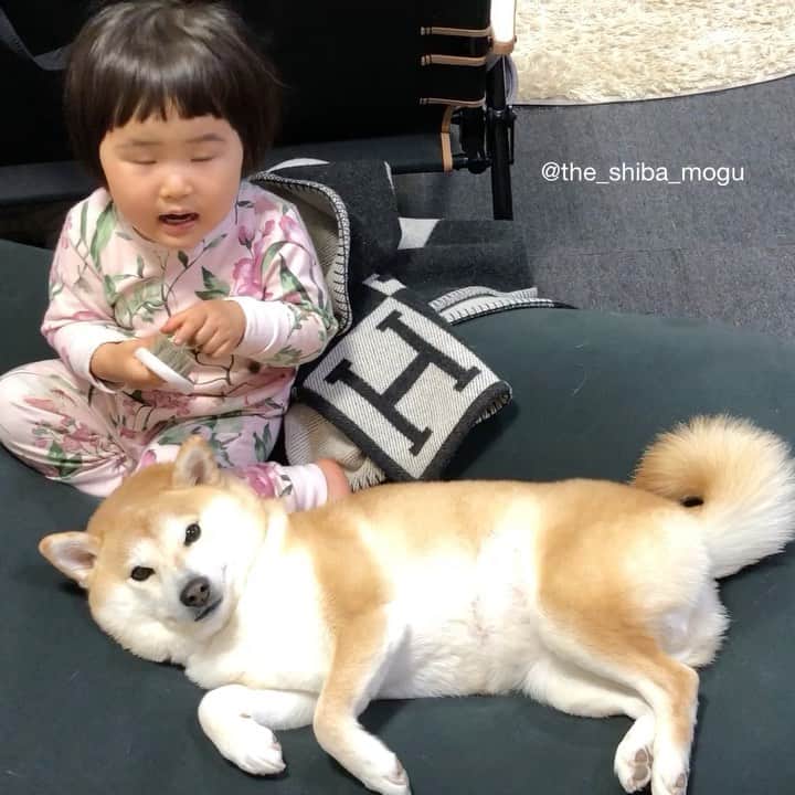 Moguのインスタグラム：「. この間の動画の続きなの。 #もぐで体の部位名の学びを得るベビ子分 #もぐを活用しすぎ 👶毛、毛、もぐちゃんの毛。耳、目、あ＝口。ママこれは何？(ヒゲ) 👶Fur, fur, Mogu chan's fur. Ear, ear. Eye, eye. Mouth. Mon what are these?(👩Those are whiskers.) . @the_shiba_mogu  #柴犬 #shibainu #shiba#赤柴 #redshiba#犬 #dog#しばいぬ#nannydog#犬と子供#子供と犬#柴犬と子供#柴#赤ちゃんと犬#犬と赤ちゃん#柴犬と赤ちゃん#赤ちゃんと柴犬#柴犬のいる暮らし#子守犬」