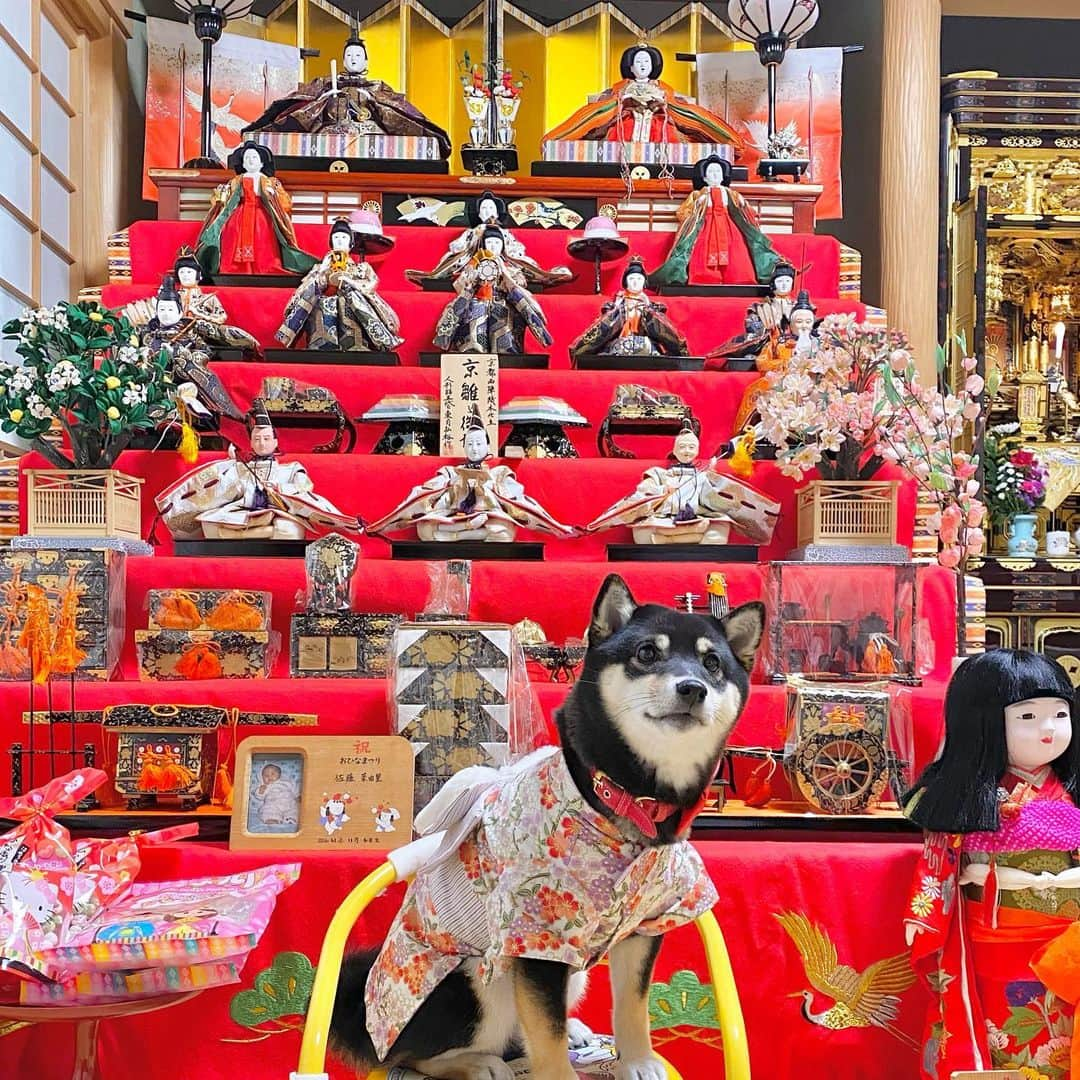 佐藤美央里さんのインスタグラム写真 - (佐藤美央里Instagram)「今日はひな祭り🎎✨毎年飾ってくれる雛人形と記念撮影しました♡ . . ゆめたん初節句？！🐶笑笑 市松人形と並ぶと、どうしてもシュールな絵になる😂特に５枚目の表情がなんとも言えない笑笑 . #雛祭り #桃の節句 #お雛様 #雛人形 #豆柴 #8ヶ月 #女の子」3月3日 20時09分 - miori_sato14