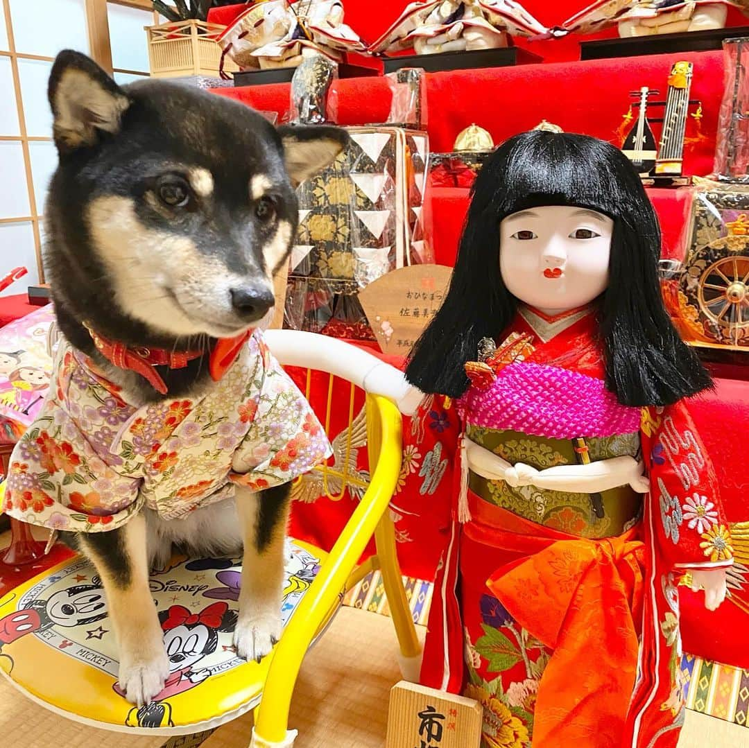 佐藤美央里さんのインスタグラム写真 - (佐藤美央里Instagram)「今日はひな祭り🎎✨毎年飾ってくれる雛人形と記念撮影しました♡ . . ゆめたん初節句？！🐶笑笑 市松人形と並ぶと、どうしてもシュールな絵になる😂特に５枚目の表情がなんとも言えない笑笑 . #雛祭り #桃の節句 #お雛様 #雛人形 #豆柴 #8ヶ月 #女の子」3月3日 20時09分 - miori_sato14