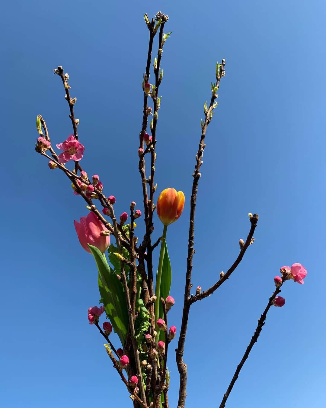 青谷優衣のインスタグラム：「🌸🤍🌷」