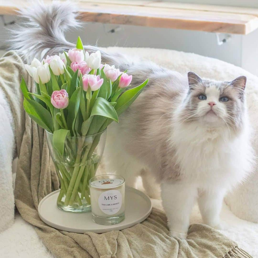 Princess Auroraさんのインスタグラム写真 - (Princess AuroraInstagram)「POSE! 😻💐  As soon as the camera and treat bag comes out she poses. 😅  #cats #catsofinstagram #cats_of_instagram #ragdoll #ragdollsofinstagram #ragdollcat #fluffy #fluffycat #aurora #meow #meowstagram #meowed #cat #princessaurora #stockholm #myssweden #inredning #springiscoming #tulips #tulpaner」3月4日 0時09分 - aurorapurr