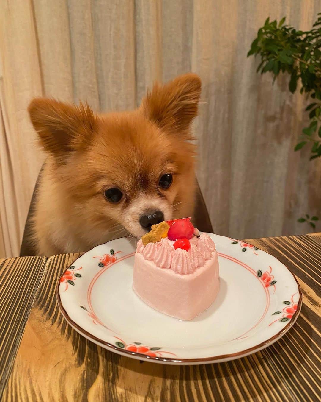 のインスタグラム：「お誕生日おめでとう、むぎ🐕 もう4歳なんだね…！！ だいすきだよ。」