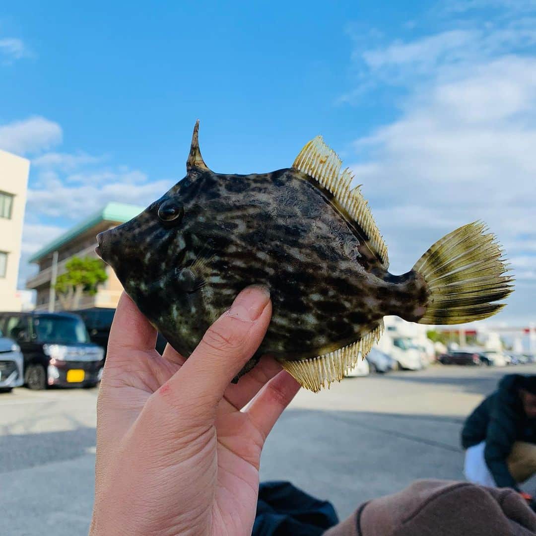Kajiko Kajikawaのインスタグラム：「手も足も震えるほど釣りに行きたい。写真見て我慢。もう少しだから。#肝パン　#カワハギ　#三浦　#三崎港　#fishing  #fishingislife #fishingirl #釣り」