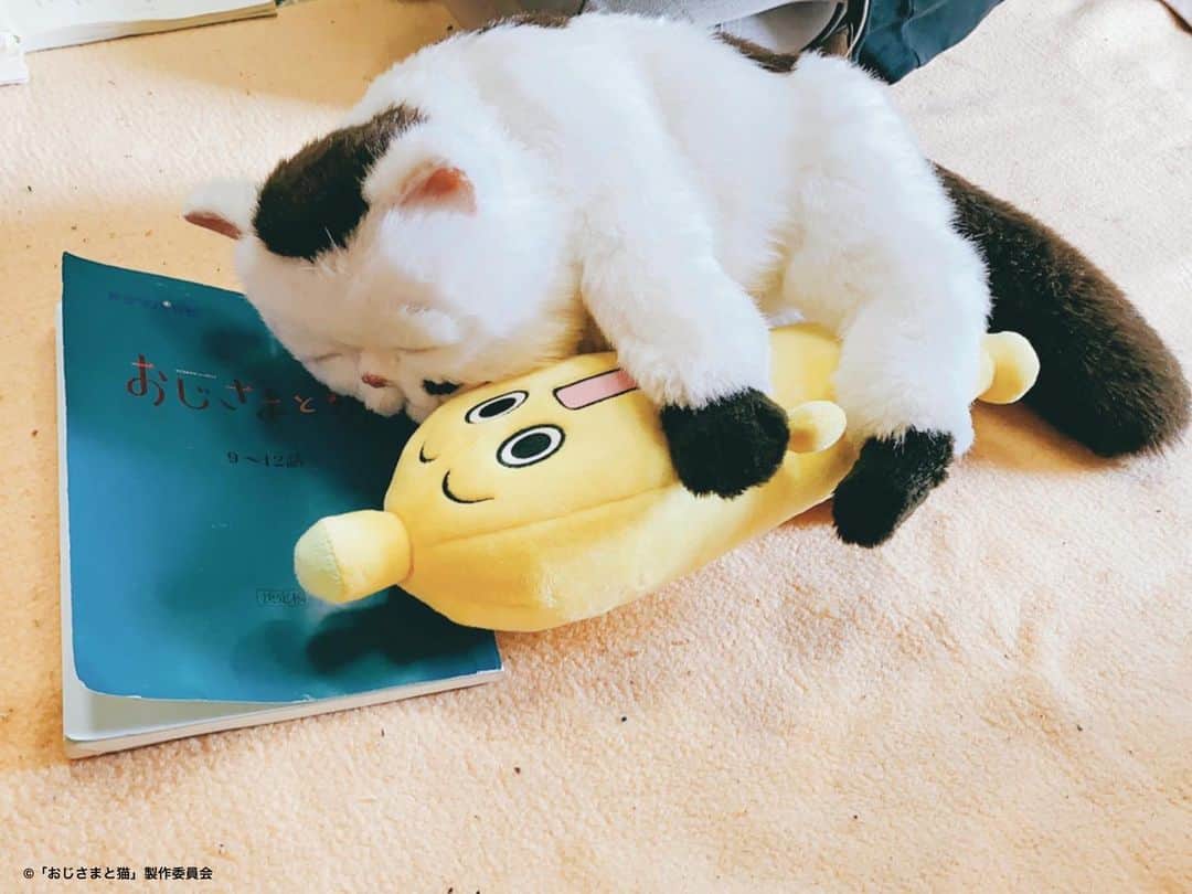 おじさまと猫のインスタグラム：「#おじさまと猫 第9話 ご視聴ありがとうございました❣️  周りを頼っていいんだよ と言ってくれる小林の優しさ 純粋な気持ちで慕ってくれる 森山のまっすぐさ  神田さんの周りはいつでも ぬくぬくに溢れています🤲✨  見逃した方は #ネットテレ東 や #TVer でも配信中です🌟  では、おやすみにゃさい🐱💤  #草刈正雄 #神木隆之介 #小関裕太 #武田玲奈 #平山浩行  #高橋ひとみ #升毅 #松本穂香 #吉澤嘉代子 #阿部真央 #猫 #猫のいる暮らし」