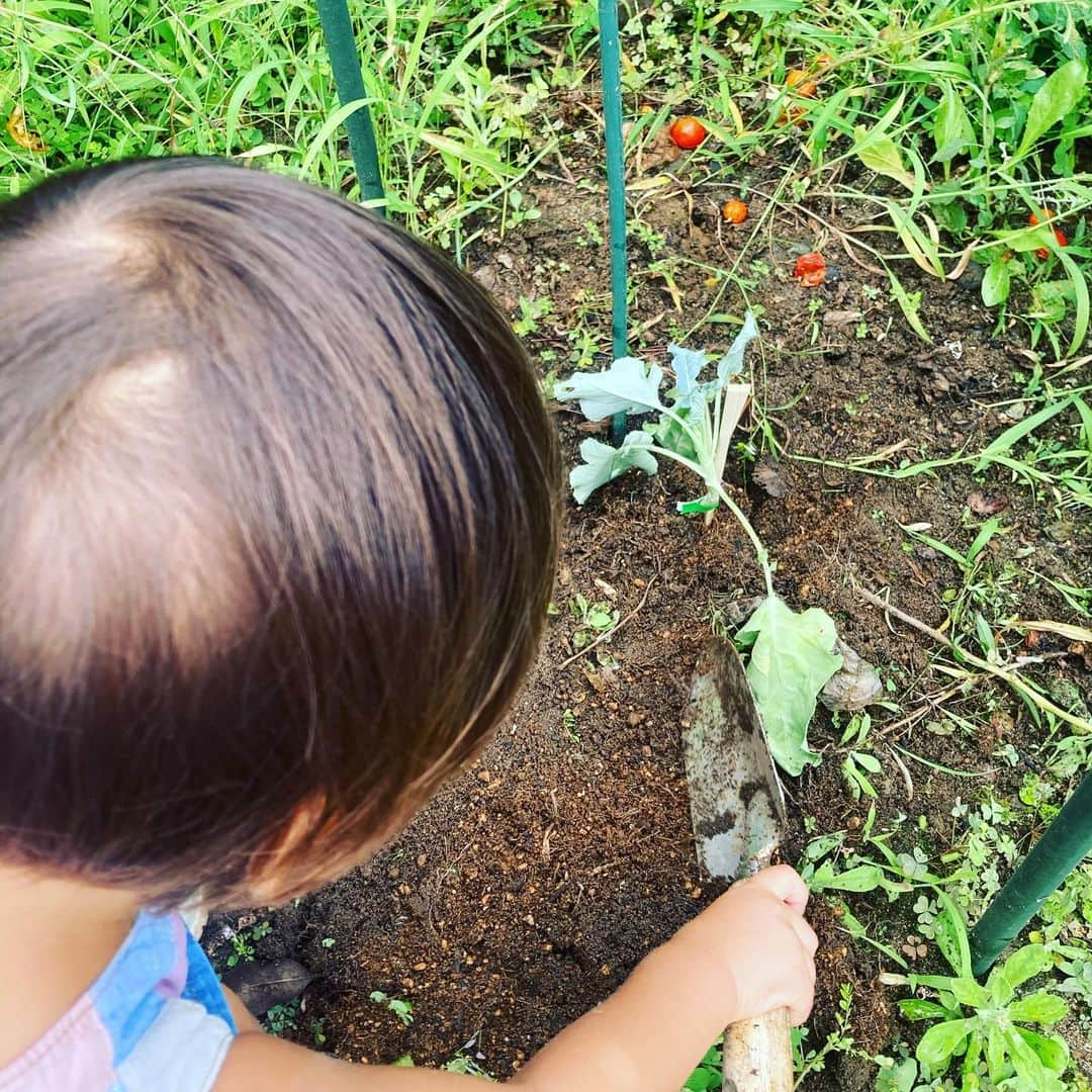 SHELLY（シェリー）さんのインスタグラム写真 - (SHELLY（シェリー）Instagram)「9月に植えたブロッコリーちゃんが大きく育ってようやく収穫できました！  我が家の畑は放ったらかしでも結構ちゃんと育ってくれて助かってます。  他にも玉ねぎ、スナップエンドウ、レタス、パクチー、ほうれん草、いちご、じゃがいもを栽培中。  #ロハス野郎 #いつからこんなんになったんだ #キャラ変 #違和感を消すために今からレモンハイを飲みます #bennysplaceyokohama  #ベニプレパーカー」2月8日 10時27分 - shelly_official_shelly