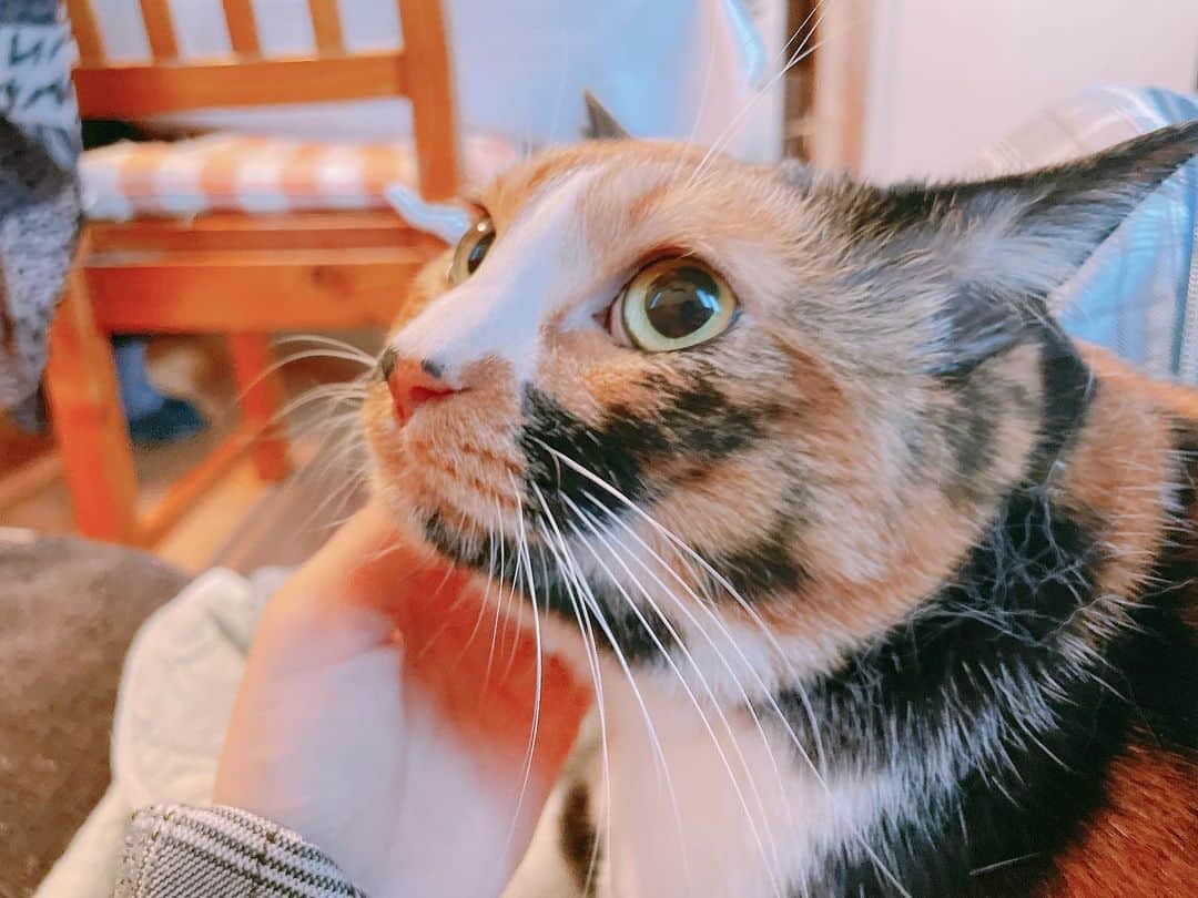 新井愛瞳さんのインスタグラム写真 - (新井愛瞳Instagram)「1ヶ月ほどお休みをいただきました。 今後は のんびりと 投稿していきます。  #猫 #ねこすたぐらむ」2月8日 10時44分 - arai_manami_official