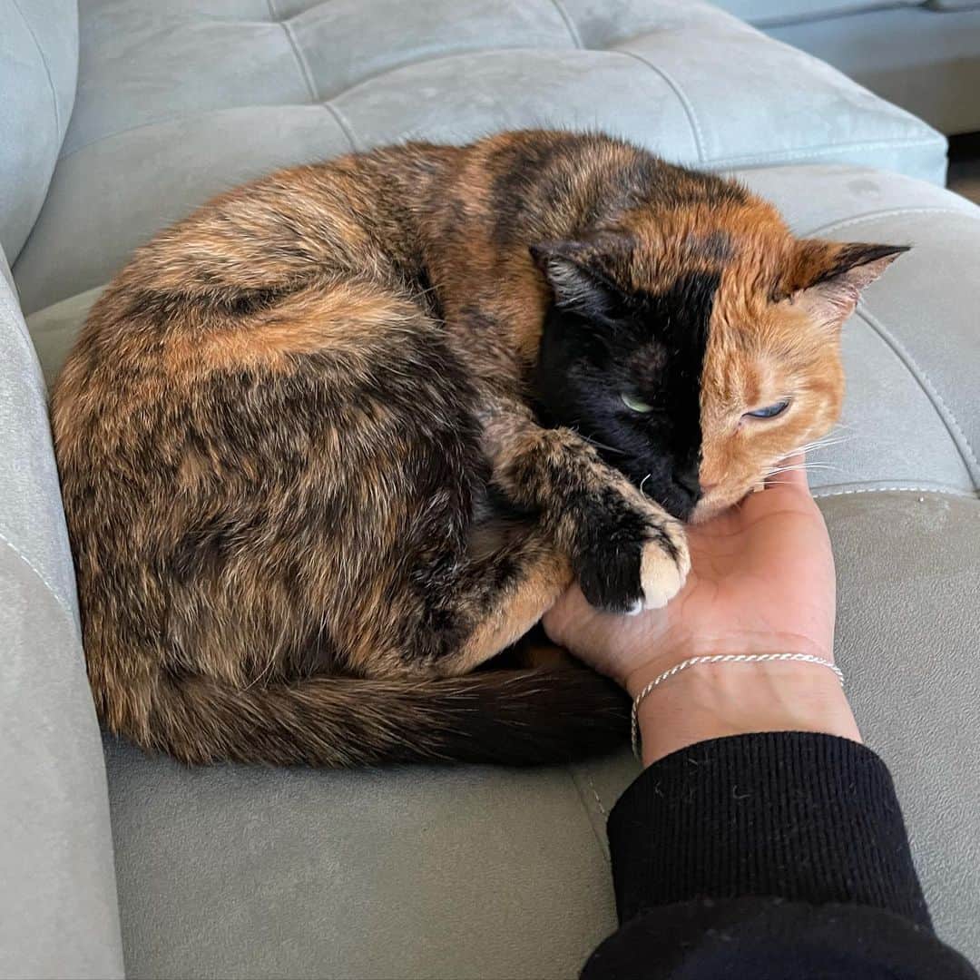 Venus Cat さんのインスタグラム写真 - (Venus Cat Instagram)「I gave her hand back...eventually. 😹  Mom posted this to our Patreon a few hours ago but I promised to share an update here too with mine & Ginger’s health issues so here ya go:  I had a dental on Tuesday and had to have 5 extractions. 🦷 🦷🦷🦷🦷 I was in pain before but Mom didn’t know cuz as you know, we cats are too tough and proud to show pain. I feel soooo much better now! I was also experiencing small dribbles of temporary urinary incontinence when sleeping so Mom had that checked as well as my senior checkup including bloodwork. My bloodwork showed elevated BUN & Creatinine which could indicate very early stages of kidney disease. My urinalysis came back perfect & I haven’t been dribbling since. So we’re unsure what may have caused that but Mom will be keeping a close eye on it as well as my kidney values. I also have some orthopedic issues that will require surgery likely in the next few months. I’ll go more in depth about that on a new post or livestream because it’s complex....unique kitty, unique issues: Ginger has a CT scan this coming week for the mass in her ear canal. What happens from there is TBD. There’s so much going on that Mom made us a Patreon and is posting updates there first along with additional content exclusive to patrons. The reasons why are in my last post. There is only one tier at only $2 to keep it affordable. This helps weed out bots, trolls, & saves Mom time fighting algorithms that keep you from seeing every post. Check out the last post for more details. If you’d like to become a patron, the link is in my bio.  Thanks for all of your support and I’ll post again soon! 😽❤️」2月8日 10時49分 - venustwofacecat