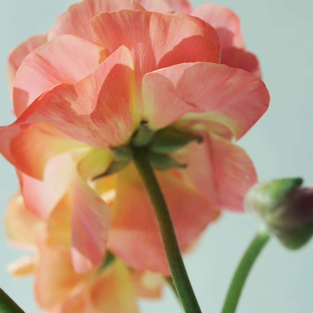 SPURさんのインスタグラム写真 - (SPURInstagram)「萼から覗き込んでもきれい。リモートワークも1年に近づきますが、デスクの花がどれだけ慰めになったか。噛み締めています。 サーモンピンクからピーチピンクのグラデーションが美しいラナンキュラスは、備前の花器に生けてみました。  #SPURFlower #SPUR編集G #ラナンキュラス #SPURうつわ #備前 #花と暮らす　#花のある暮らし  #花のある生活 #花器」2月8日 10時56分 - spurmagazine