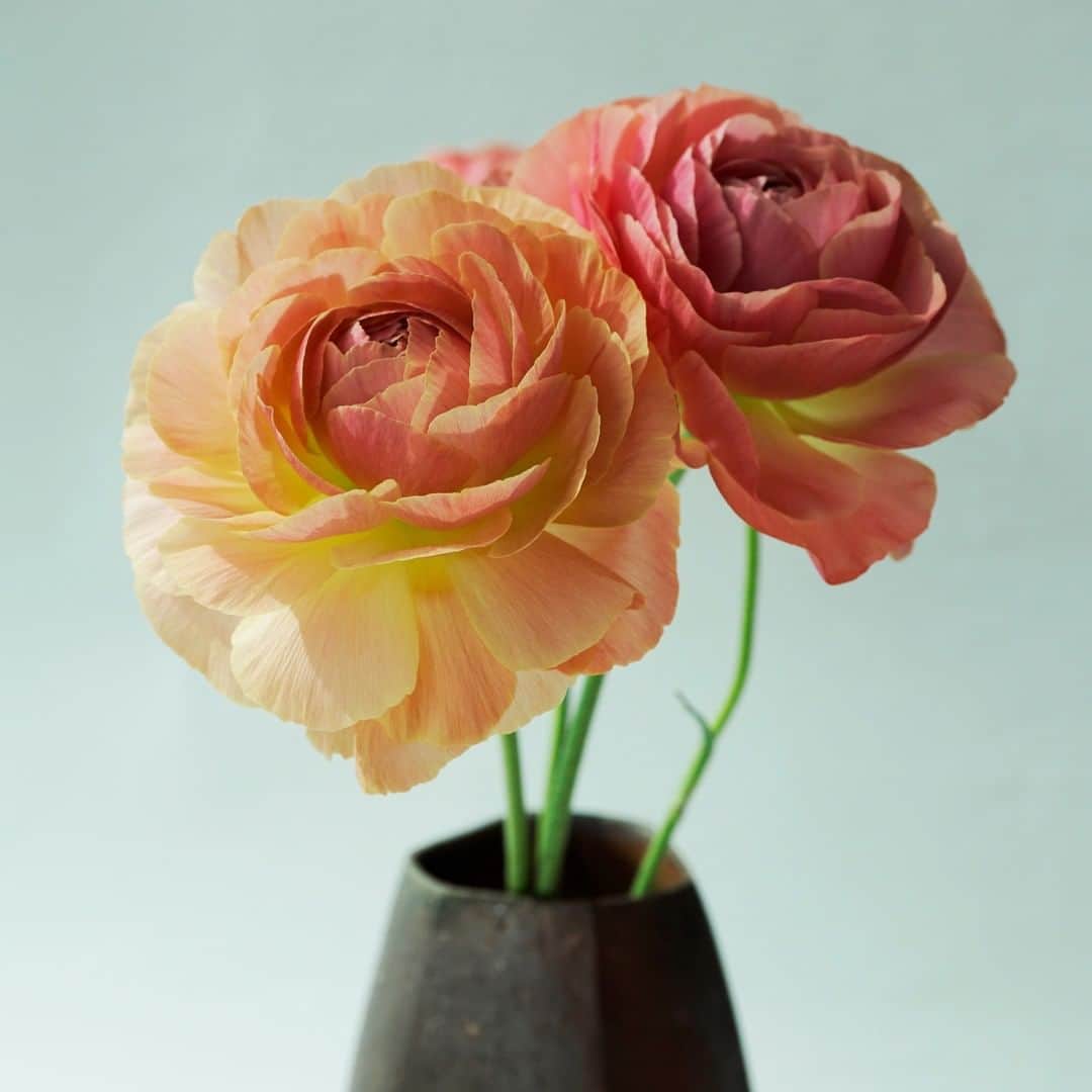 SPURさんのインスタグラム写真 - (SPURInstagram)「萼から覗き込んでもきれい。リモートワークも1年に近づきますが、デスクの花がどれだけ慰めになったか。噛み締めています。 サーモンピンクからピーチピンクのグラデーションが美しいラナンキュラスは、備前の花器に生けてみました。  #SPURFlower #SPUR編集G #ラナンキュラス #SPURうつわ #備前 #花と暮らす　#花のある暮らし  #花のある生活 #花器」2月8日 10時56分 - spurmagazine