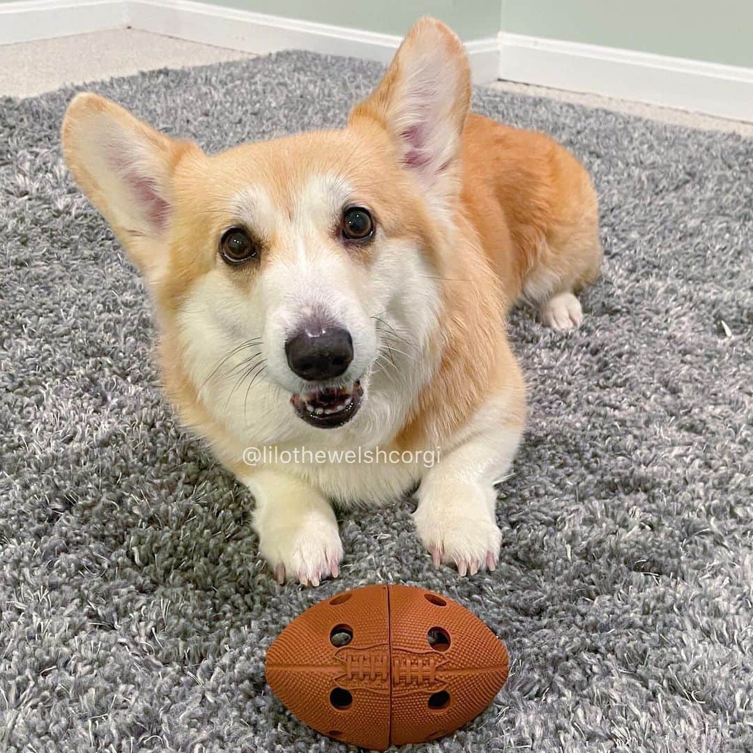 Liloのインスタグラム：「Sports! 🏈#superbowl #puppybowl #isbetter」