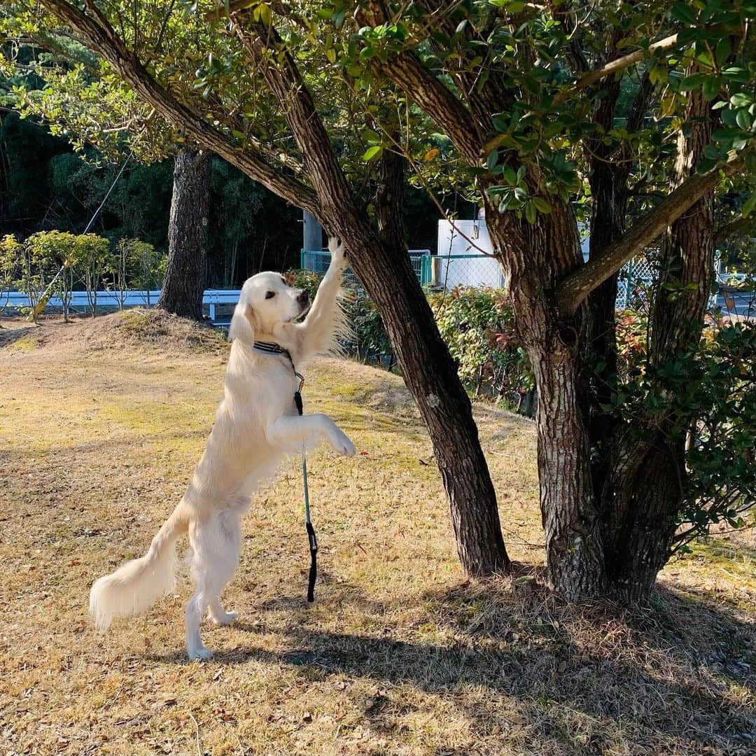 P太郎ママさんのインスタグラム写真 - (P太郎ママInstagram)「この〜木なんの木気になる木♪ だだちゃんは、 猫より🐈猫背だけど。 伸びれば伸びる。 長い。 まっすぐ！ 足が… 白タイツの バレエダンサーに見える！ ←ま、、熊川哲也にはちょいと長さが足りんけどね。 #プリンシパル」2月8日 11時47分 - ptarodada