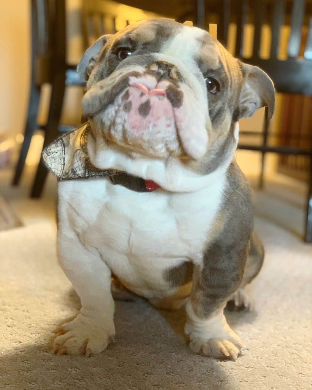 Bodhi & Butters & Bubbahのインスタグラム：「Someone is excited for #PuppyBowl 🐶🏈💗 . . . . . . . #bulldogsofinstagram #football #puppy #sports #bulldog #love #superbowl #2021 #adoptdontshop #rescue #dog #puppylove #mylove #mylife #smile #sundayfunday #cute #boy #positivevibes」