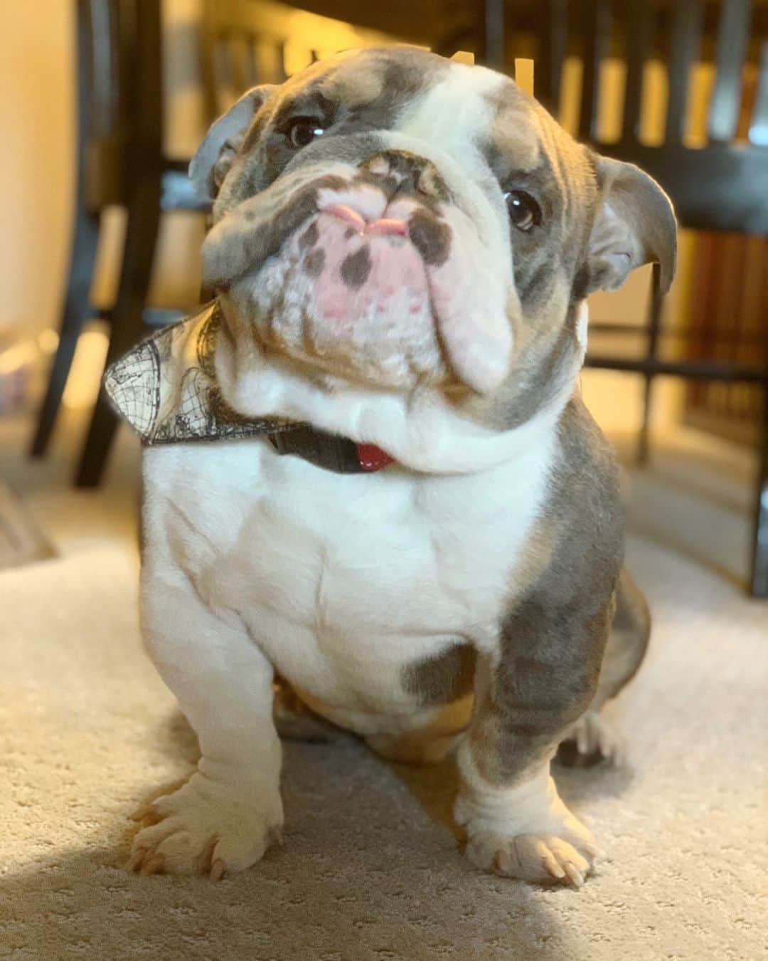 のインスタグラム：「Someone is excited for #PuppyBowl 🐶🏈💗 . . . . . . . #bulldogsofinstagram #football #puppy #sports #bulldog #love #superbowl #2021 #adoptdontshop #rescue #dog #puppylove #mylove #mylife #smile #sundayfunday #cute #boy #positivevibes」