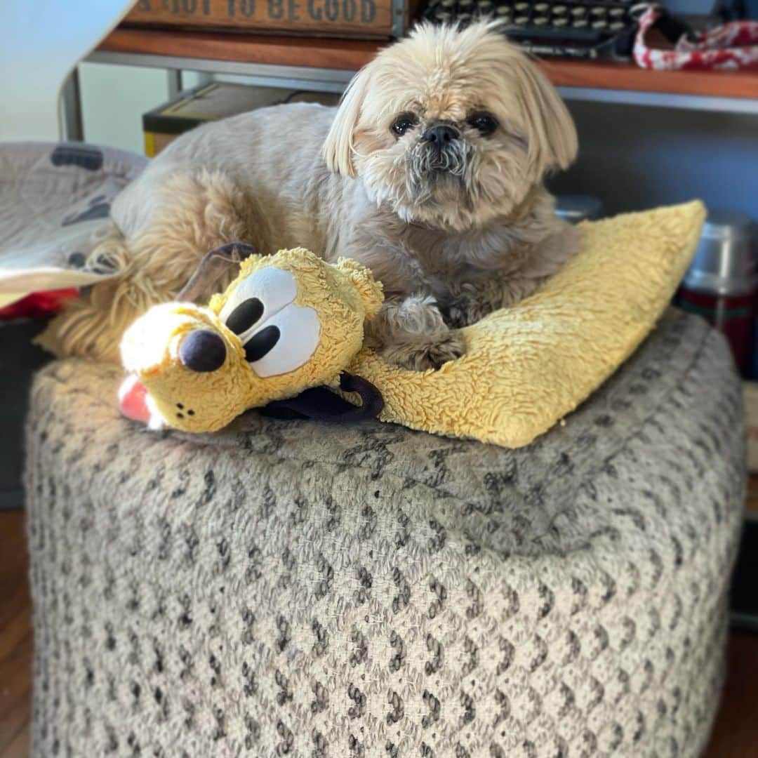 Dougie the Shih Tzuのインスタグラム：「Triple decker.」