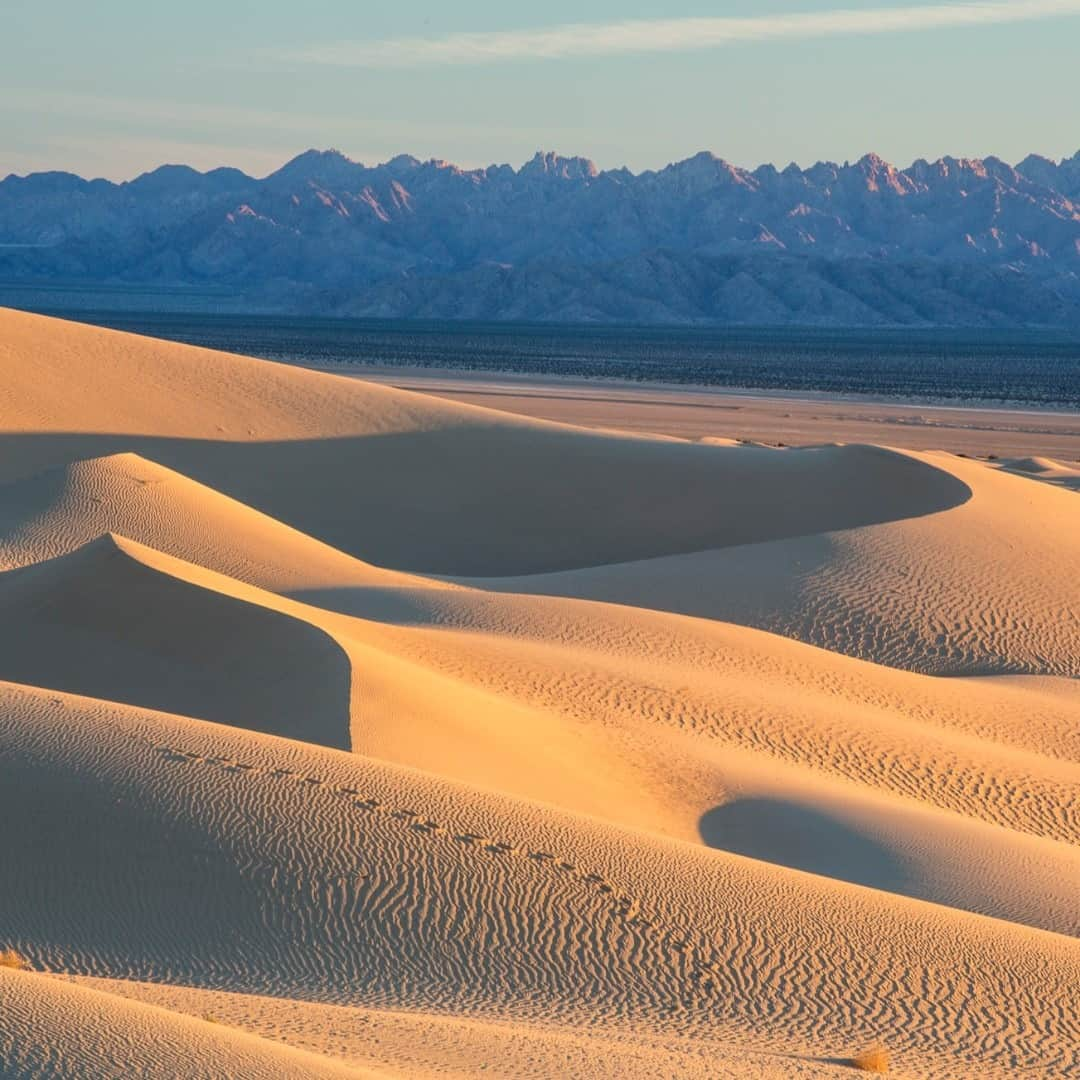 アメリカ内務省さんのインスタグラム写真 - (アメリカ内務省Instagram)「The Cadiz Dunes Wilderness in #California is located in a remote corner of the Mojave Desert. The area is accessible year-round, but summer temperatures can soar to 120°F. So if you're planning to visit, winter and spring are your best bets. Photo by Bob Wick, Bureau of Land Management (@mypubliclands). #usinterior #travel #publiclands」2月8日 3時42分 - usinterior