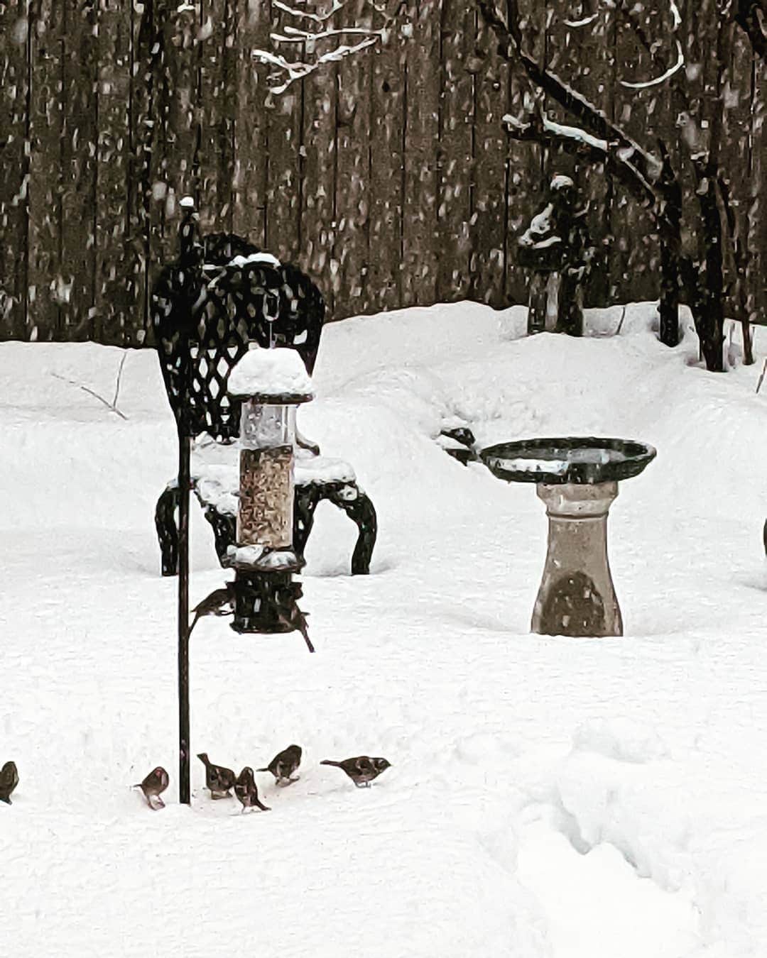 セサラーニのインスタグラム：「#feedingthebirds #theycometothewindow  #theymakemehappy  #theytakecoverintgeIVY # NancysGarden❄️ #salvatorejcesarani」