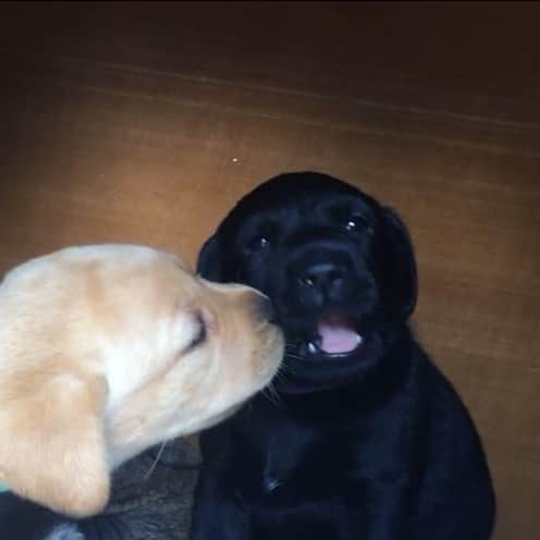 DogsOf Instagramのインスタグラム：「“Sweet sweet puppy love 💞” — @_beanie_the_dog   Are you watching the Puppy Bowl today? It’s going to be hosted by @marthastewart and @snoopdogg on @discoveryplus @animalplanet 🎉🐾  #dogsofinstagram #puppylove #puppykisses」
